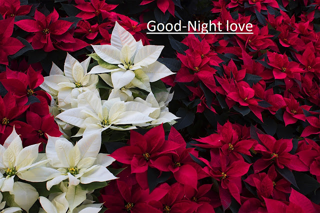 Good-night-images-with-love-good-night-images-love Good night images love, whatsapp good night images, download good night hd love images