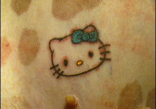 Hello Kitty dog weird tattoo