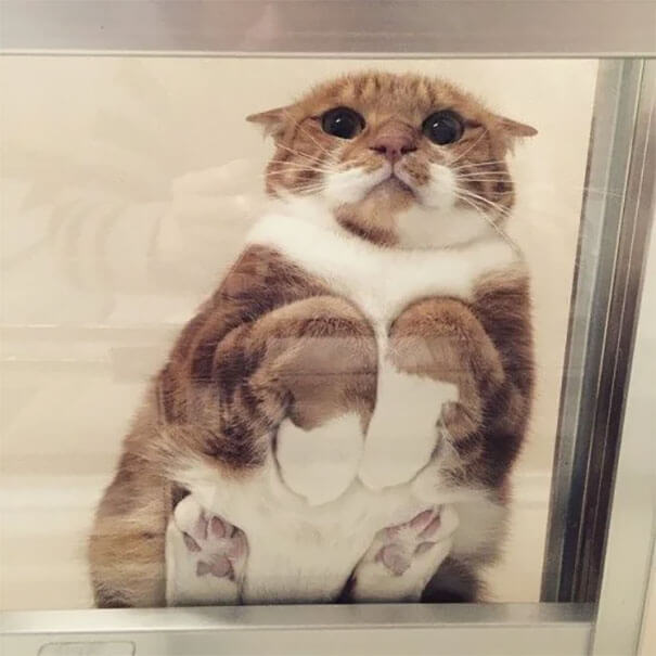 These Hilariously Adorable Pictures Will Convince All Cat Owners To Buy A Glass Table