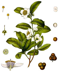 Chá, Camellia sinensis,  Thea sinensis
