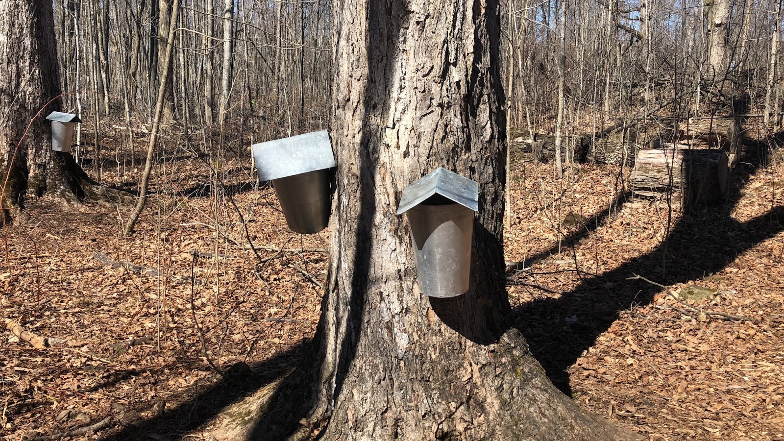 Canadian maple syruppioneer and modern way of making maple syrup with