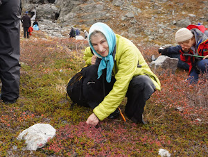 Picking blueberries in Ramah, Labrador