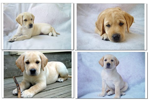 Chocolate Lab Puppies
