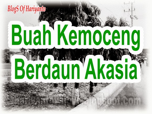 Buah Kemoceng Berdaun Akasia BlogS of Hariyanto