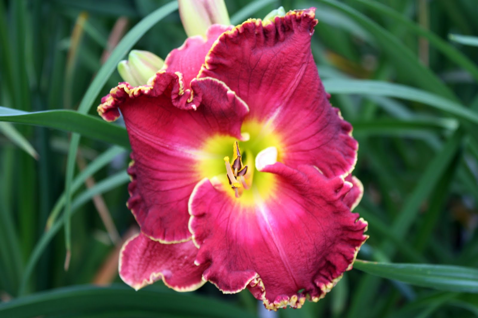 Lee's Daylily Potpourri: April 2011
