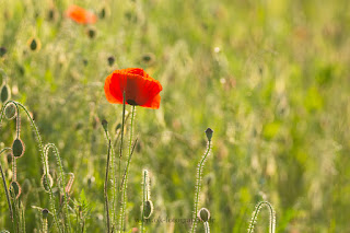 Naturfotografie Makrofotografie Lippeaue