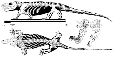 Limnoscelis skeleton