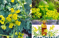 كيفية عمل زيت حبة البركة للشعر في المنزل