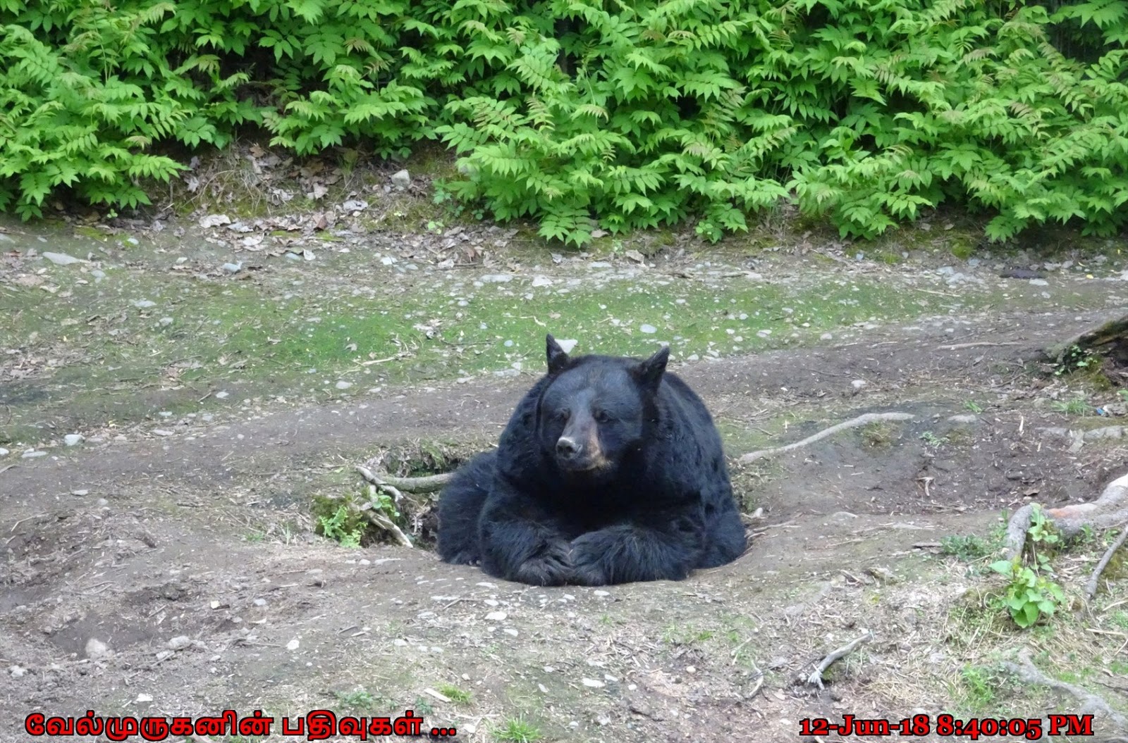 The Alaska Zoo Anchorage Exploring My Life