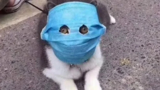 Kucing Peliharaan Jadi Hewan Kedua yang Positif Terkena Virus Corona Kucing Peliharaan Jadi Hewan Kedua yang Positif Terkena Virus Corona