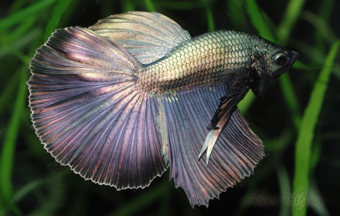 Ikan Cupang Super Delta Tail - Super Delta Tail Betta - Ikanhiasku.net