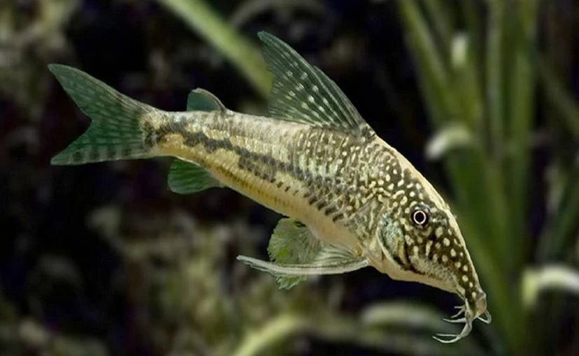 Corydoras Ikan Pemakan Lumut - Ikanhiasku.net