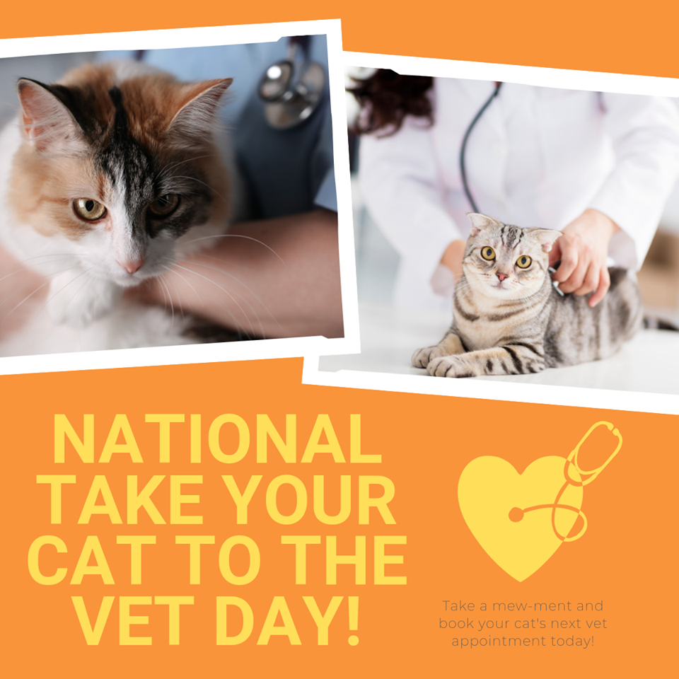 National Take Your Cat to the Vet Day