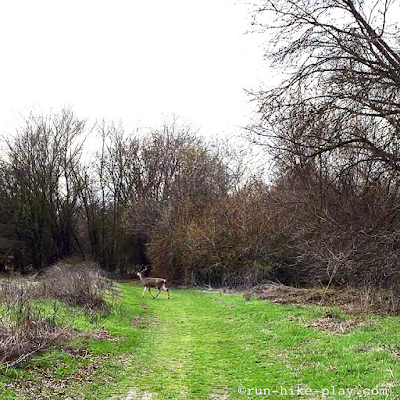 Deer at Cosumnes River Preserve