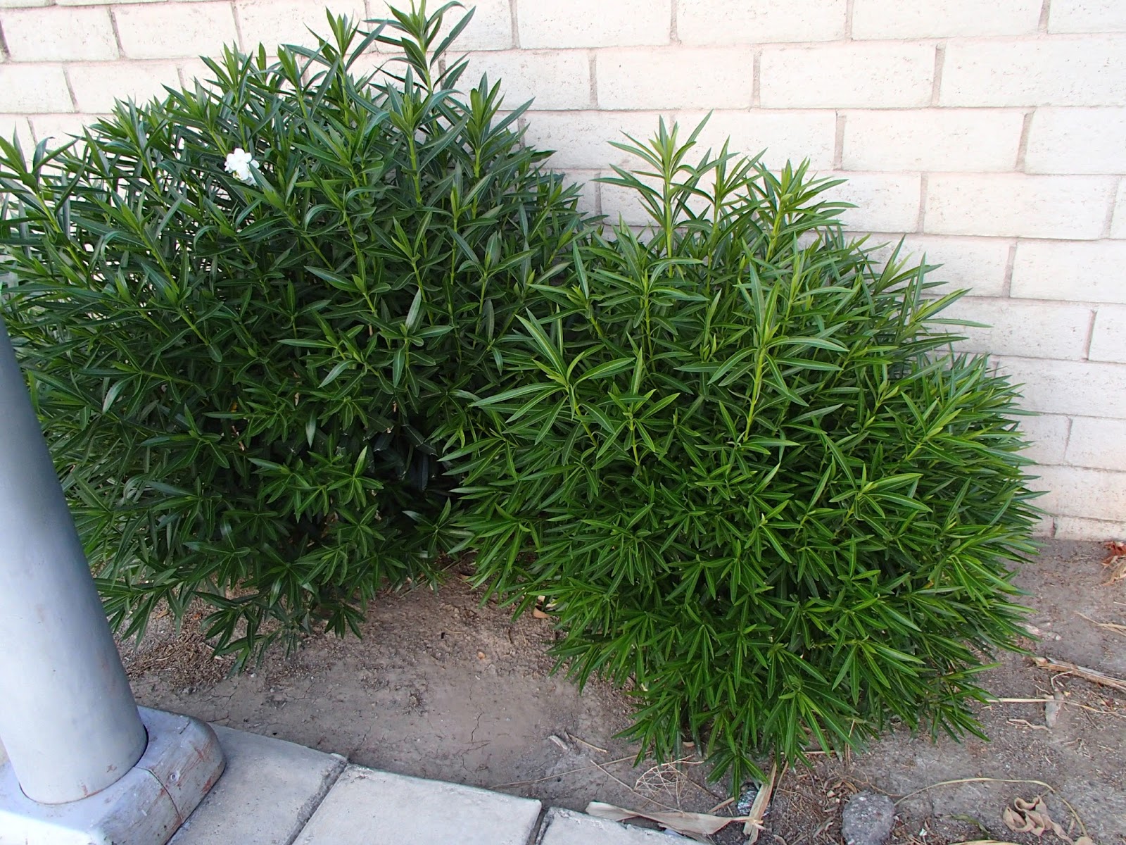 Xtremehorticulture of the desert when and how to prune lantana and