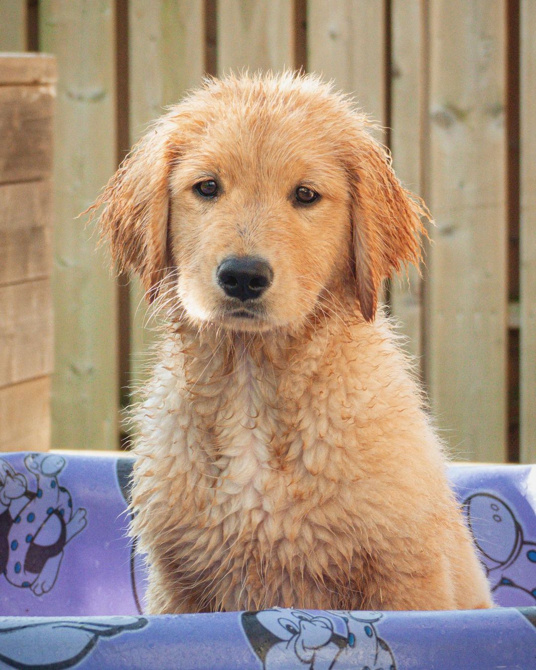 Available Puppies Noble Retrievers Puppies Farm