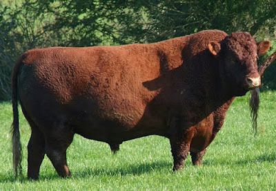 sapi tahan suhu extrim Sapi Devon sapi eropa tahan suhu extrim Sapi Devon