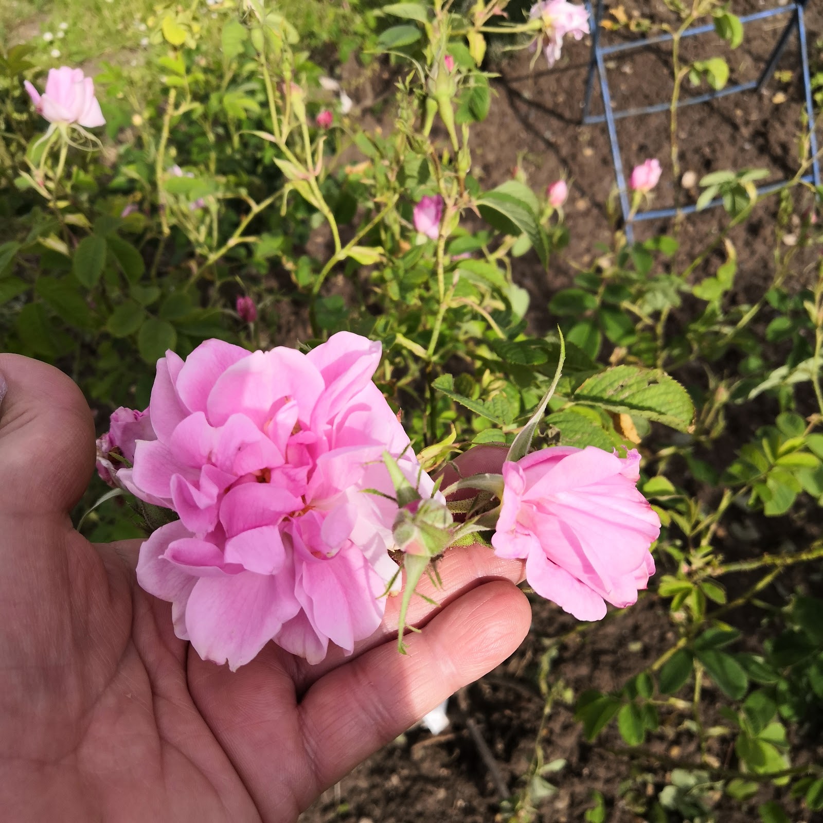 Notre Jardin Secret Arbustes Et Compagnie