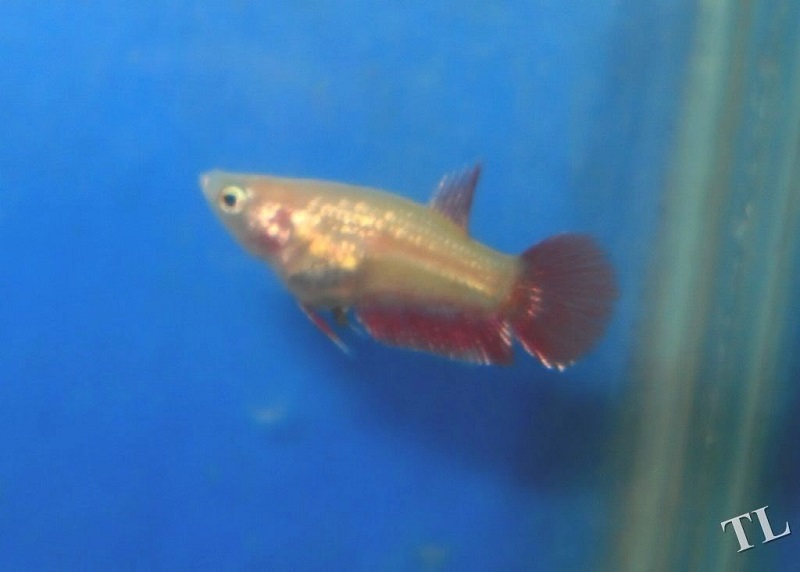 Type of Female Betta Image Type of Female Betta