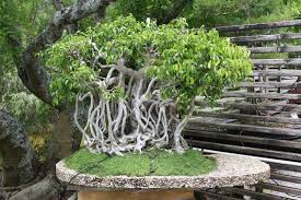 Perawatan Tanaman Bonsai Setelah Training