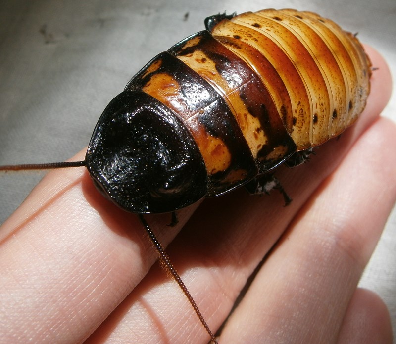 Hisserdude's Roaches Gromphad%25233