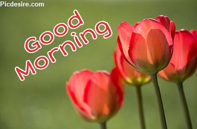 25+ Good morning wishes with Flowers Images