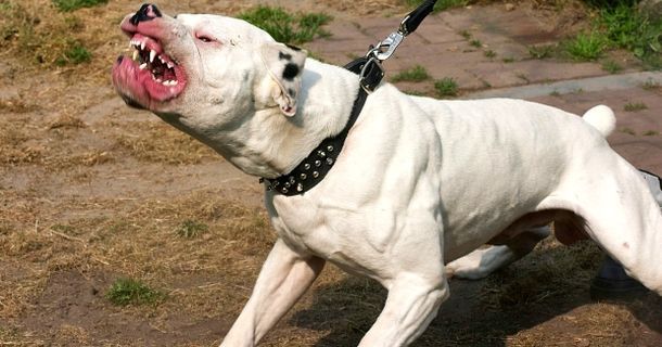most dangerous pitbull breed