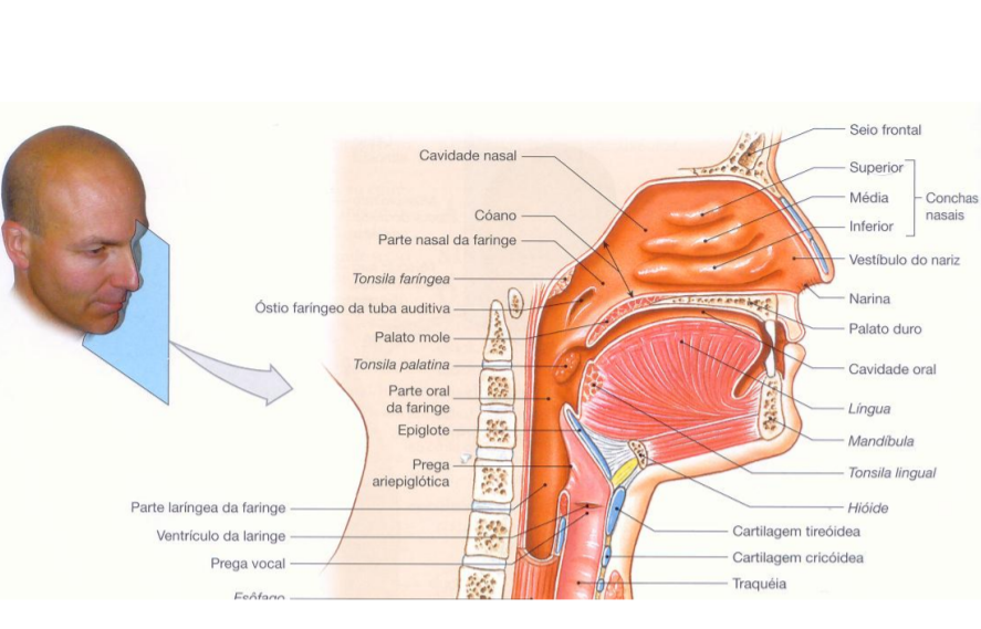 SISTEMA RESPIRATÓRIO