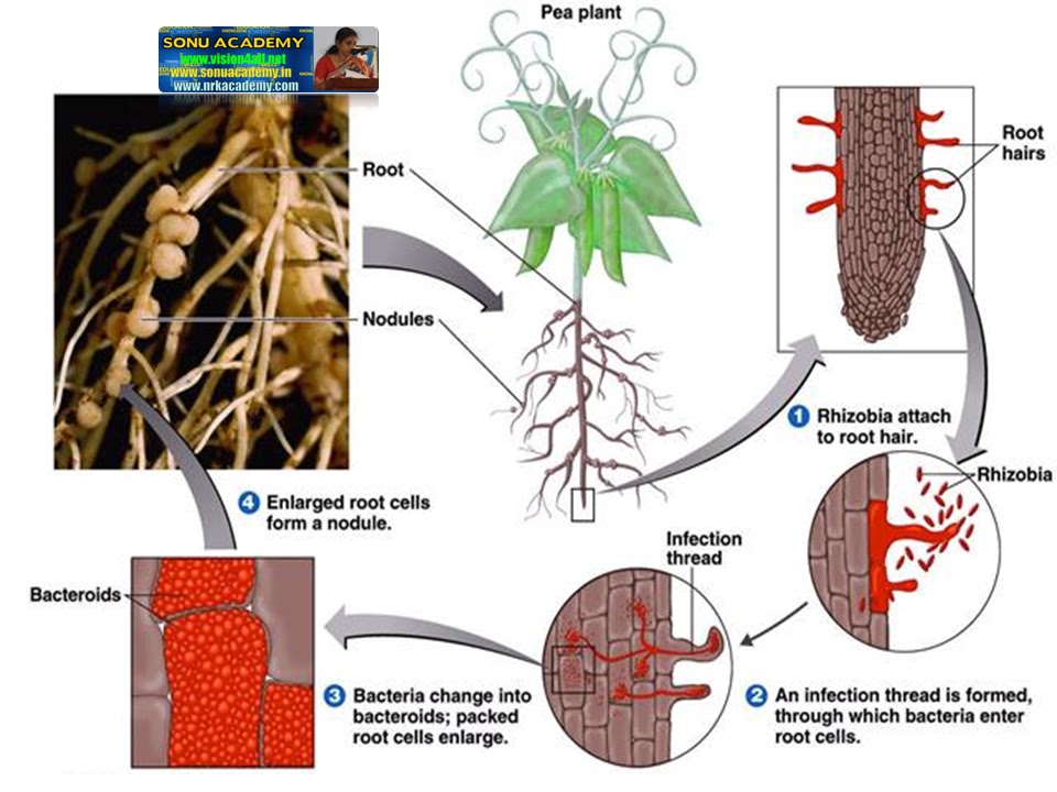 SONU ACADEMY EXCRETION IN PLANTS PART1TEXT