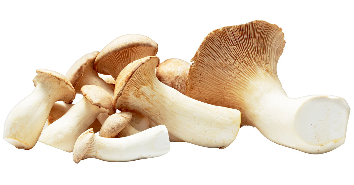 Oyster mushroom calories Organic mushrooms Biobritte mushrooms