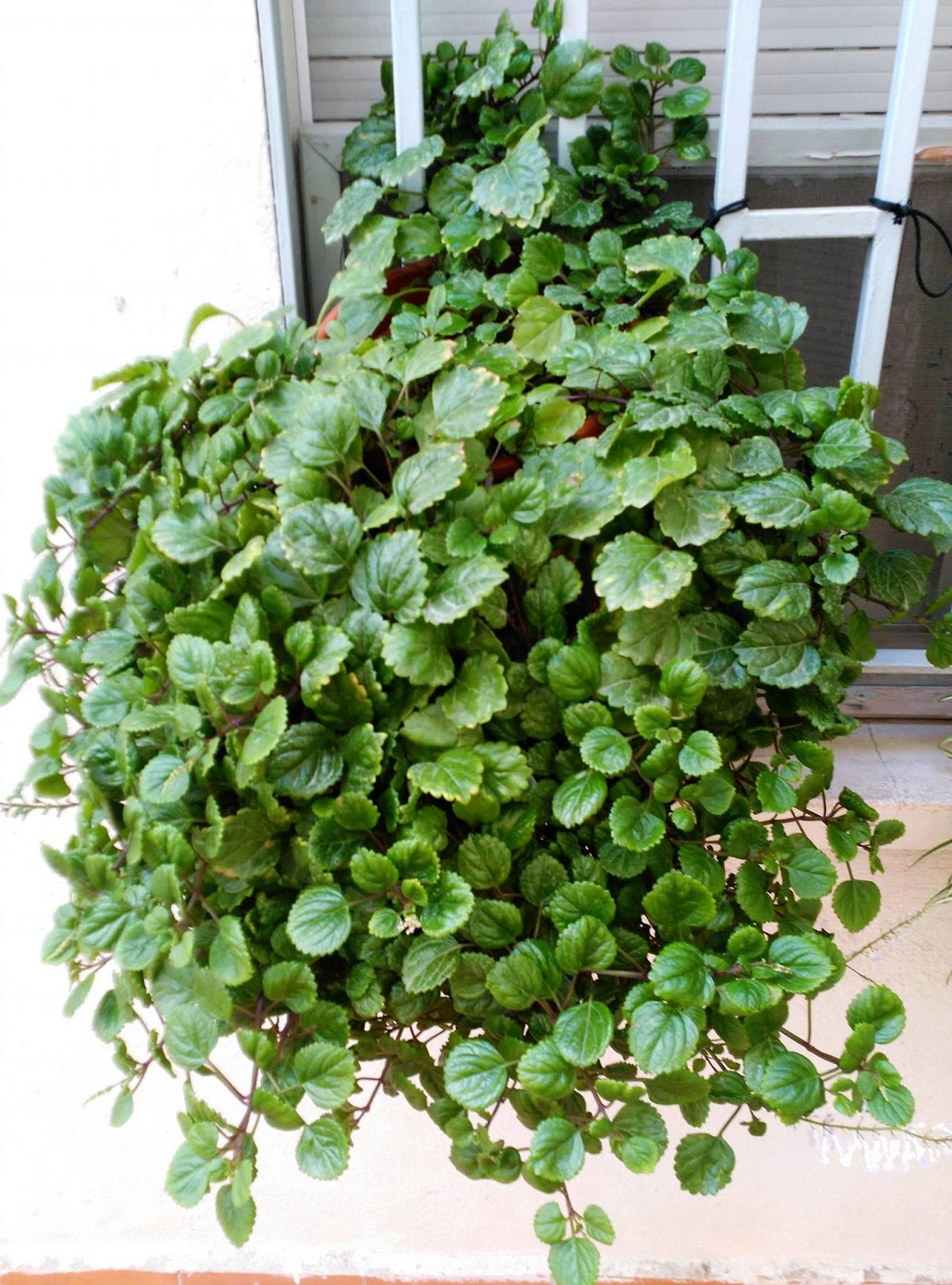 Huerto Casero de Quiquet Planta del dinero o del dolar Huerto Casero de Quiquet Planta del dinero o del dolar