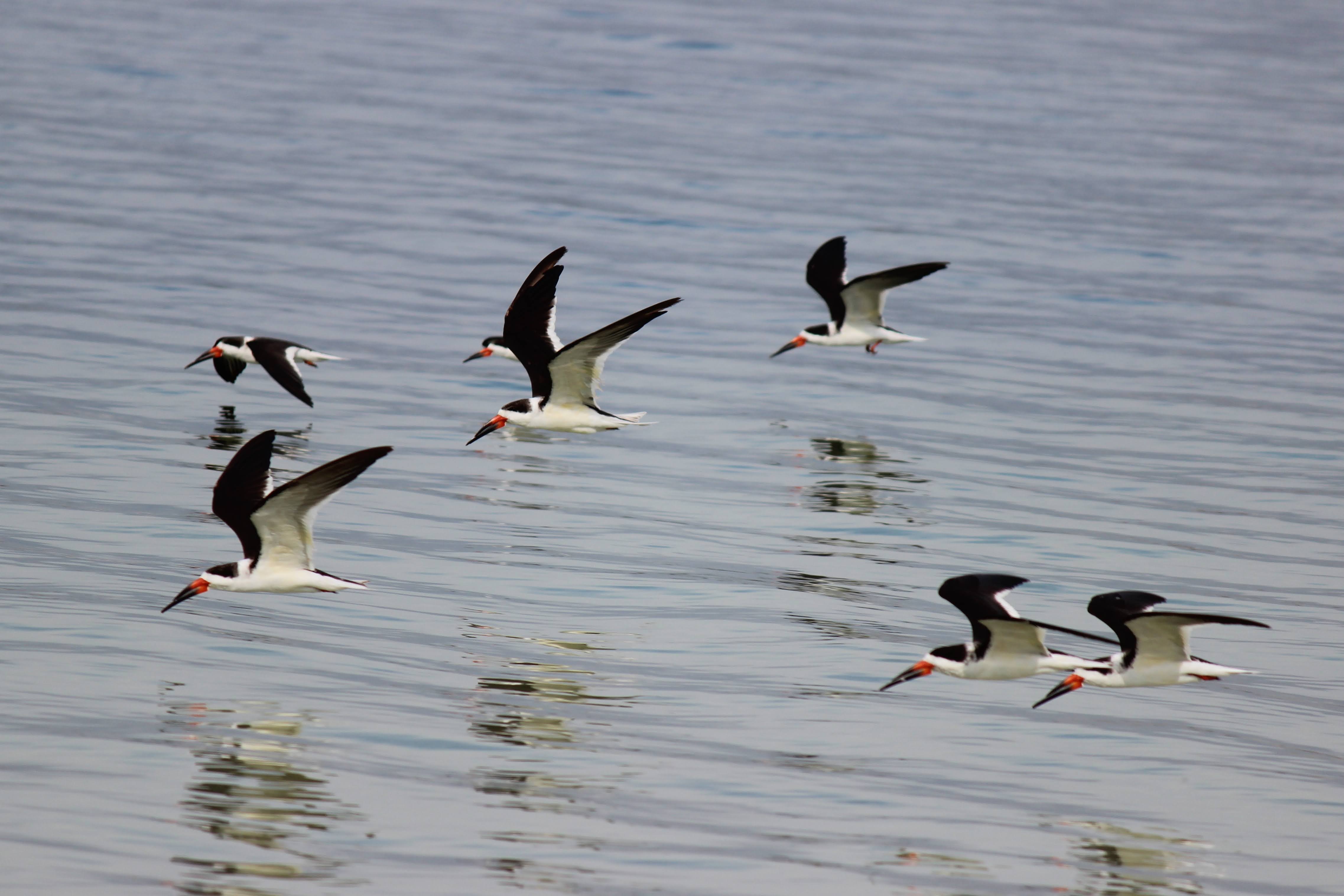 To Behold the Beauty Florida Shore Birds