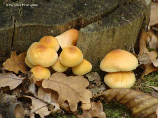 Hypholoma fasciculare DSC168730