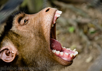 Gambar Gambar Monyet