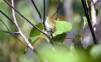 Gambar Burung Pleci Zosterops mysorensis