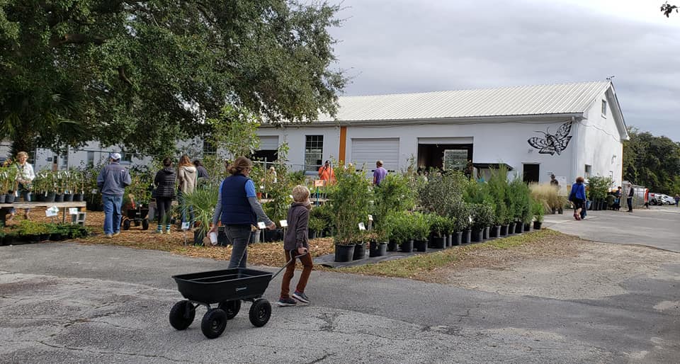 Charleston Daily Photo Roots &amp; Shoots Native Plant