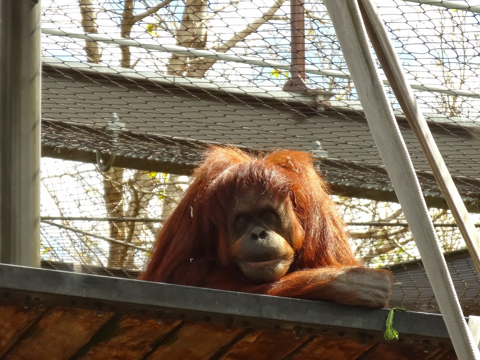 Stu the Zoo Melbourne Zoo Review