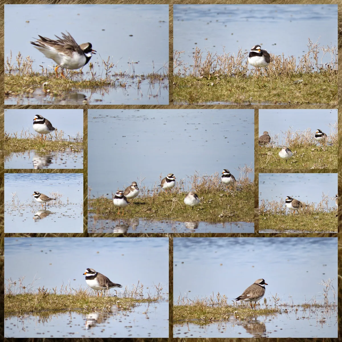 Ringed Plovers on North Bull Island Dublin