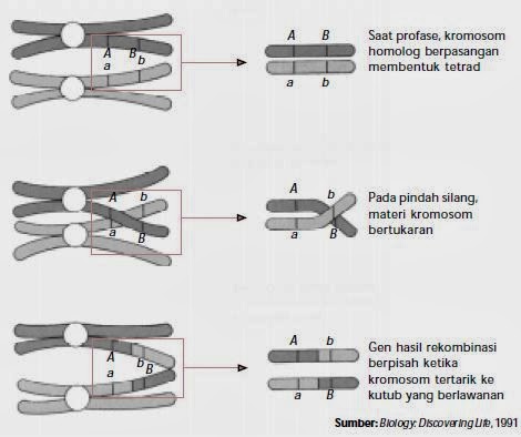 Penjelasan Tentang Pautan dan Pindah Silang Pada Pewarisan Sifat