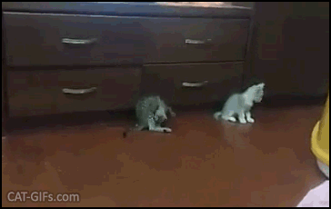 Funny Kitten GIF • Epic Kitten wrestling “You scared me Bro, so I'm gonna bunny-kick your face!” Funny Kitten GIF • Epic Kitten wrestling “You scared me Bro, so I'm gonna bunny-kick your face!”