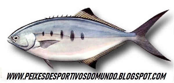 PEIXES DESPORTIVOS DO MUNDO O FACAIO Trachinotus ovatus (Linnaeus, 1758)