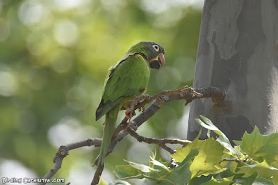 Aratinga de cap blau (Thectocercus acuticaudatus)