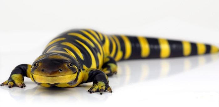Something to care for....: Salamanders