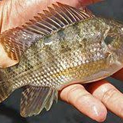 Cara Budidaya Ikan Nila Di Kolam Air Tenang Yang Benar Jsmalfamart Com