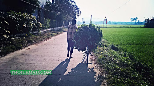 Ta Lại Trở Về Với Quê Hương Đất Mẹ…