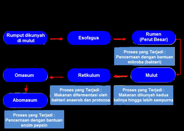 Materi dan Kunci Jawaban Tematik Kelas 5 Tema 3 Subtema 1 ...