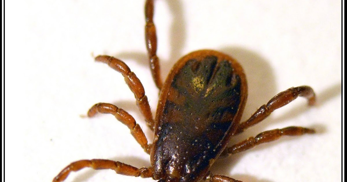 القراد Ticks القراد Ticks