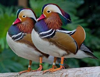 Mandarin-Duck-Photo-2