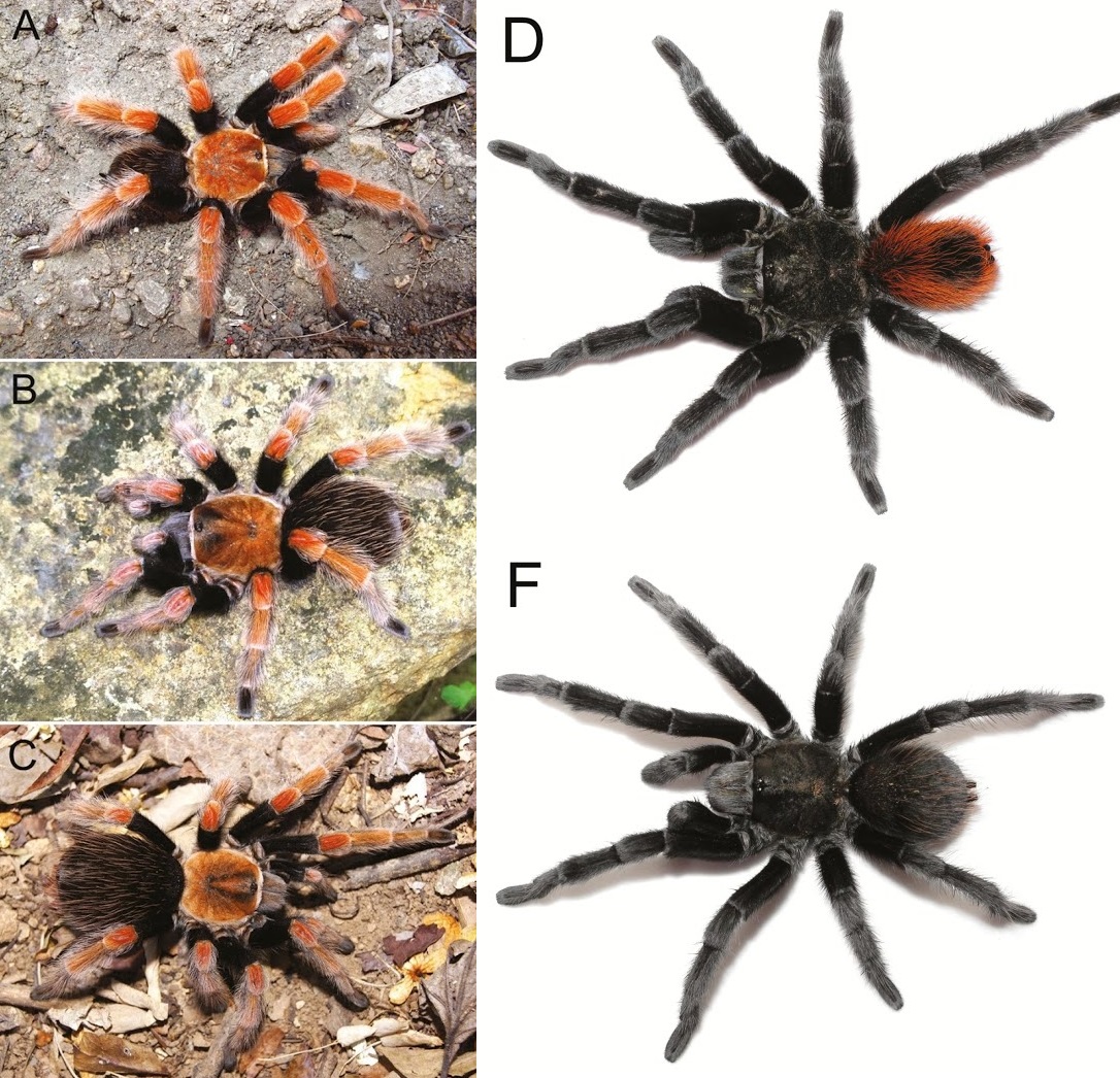 Species New To Science Arachnida 2020 Tliltocatl Gen Nov Systematic Revision Of Mexican Threatened Tarantulas Brachypelma Araneae Theraphosidae Theraphosinae With A Description Of A New Genus And Implications On The Conservation