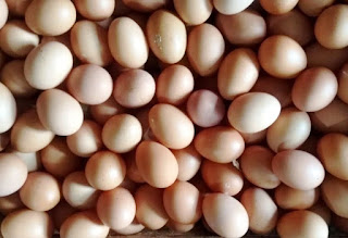 agen grosir telur Tangerang Selatan